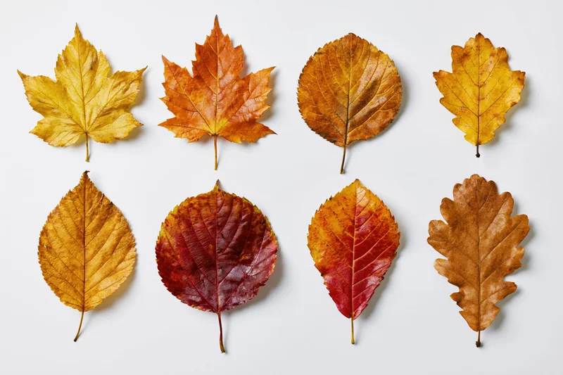 Eight autumn leaves arranged in two rows on a white background
