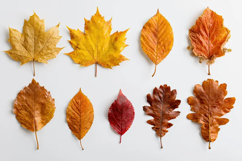 Eight autumn leaves arranged in two rows on a white background