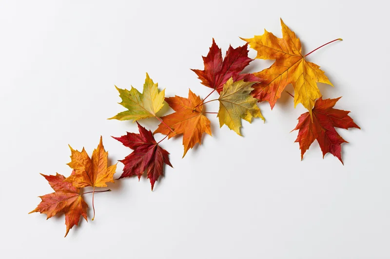 Maple leaves in autumn colors arranged in a curved line on white background