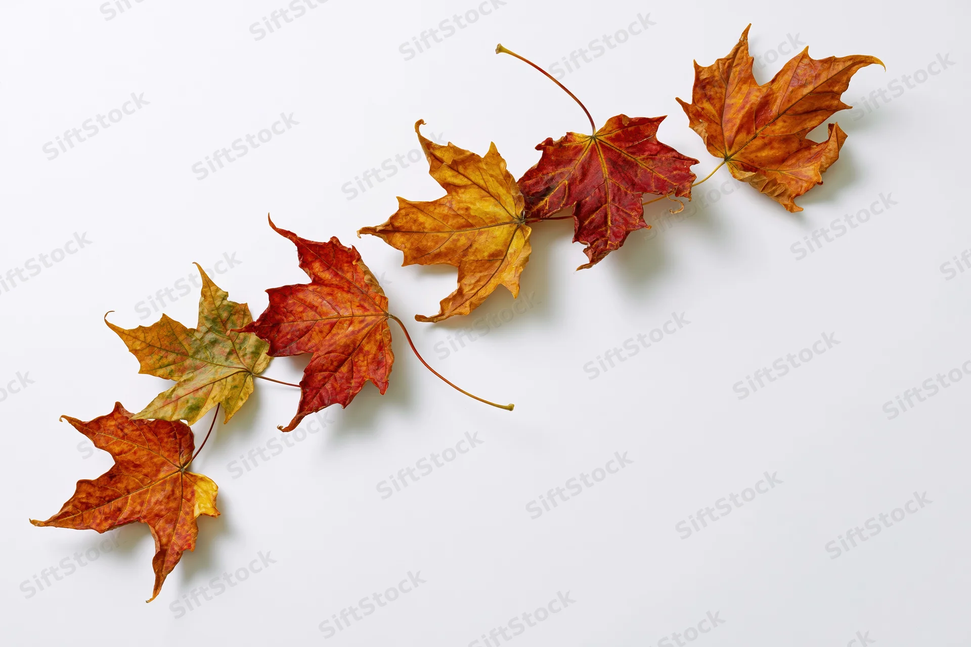 Maple leaves in autumn colors arranged in a diagonal line on a white background