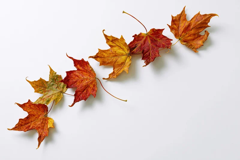 Maple leaves in autumn colors arranged in a diagonal line on a white background