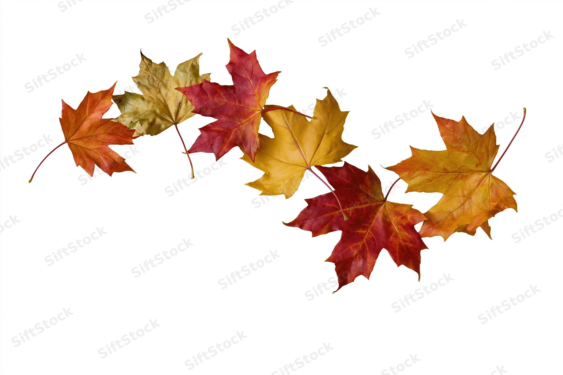 Maple leaves in autumn colors arranged in a scattered line on white background