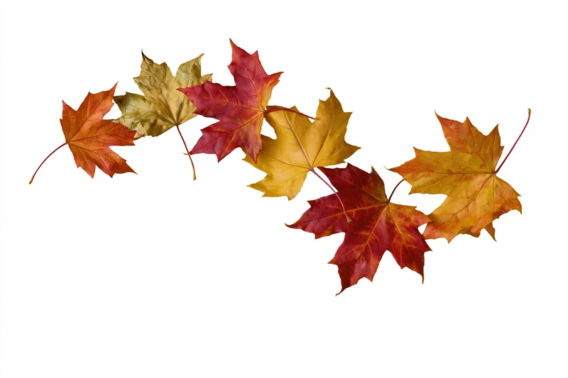 Maple leaves in autumn colors arranged in a scattered line on white background