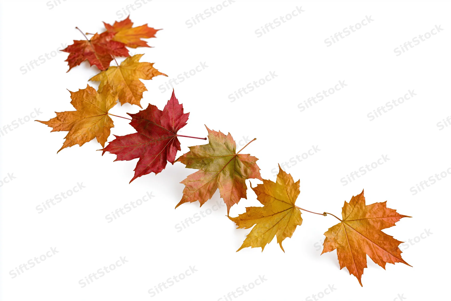 Eight maple leaves in autumn colors arranged diagonally on white background