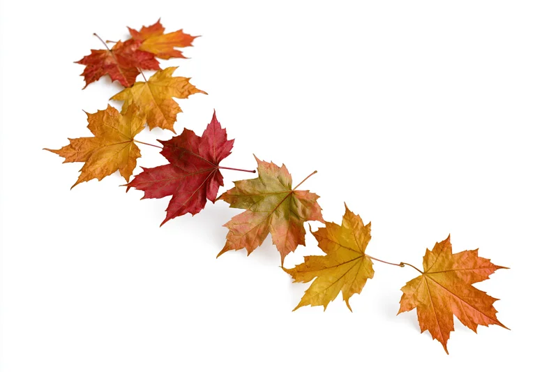 Eight maple leaves in autumn colors arranged diagonally on white background