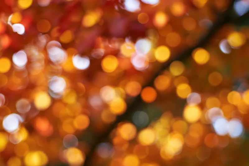 Extreme close-up abstract bokeh of autumn foliage blurred