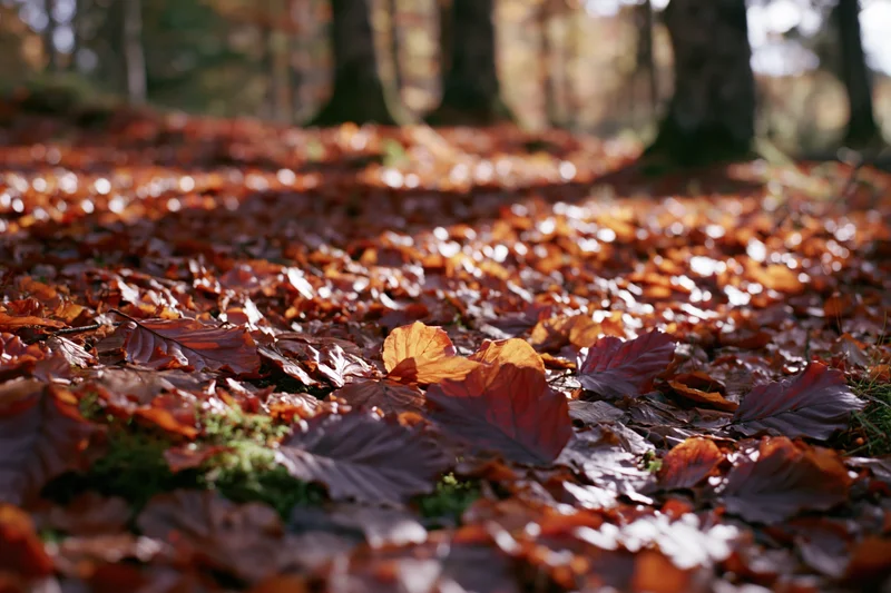 Fallen autumn leaves carpeting forest floor in low-angle view