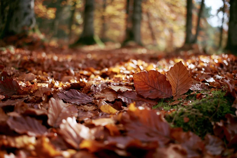Fallen autumn leaves carpeting forest floor at low angle with moss and tree trunks in background
