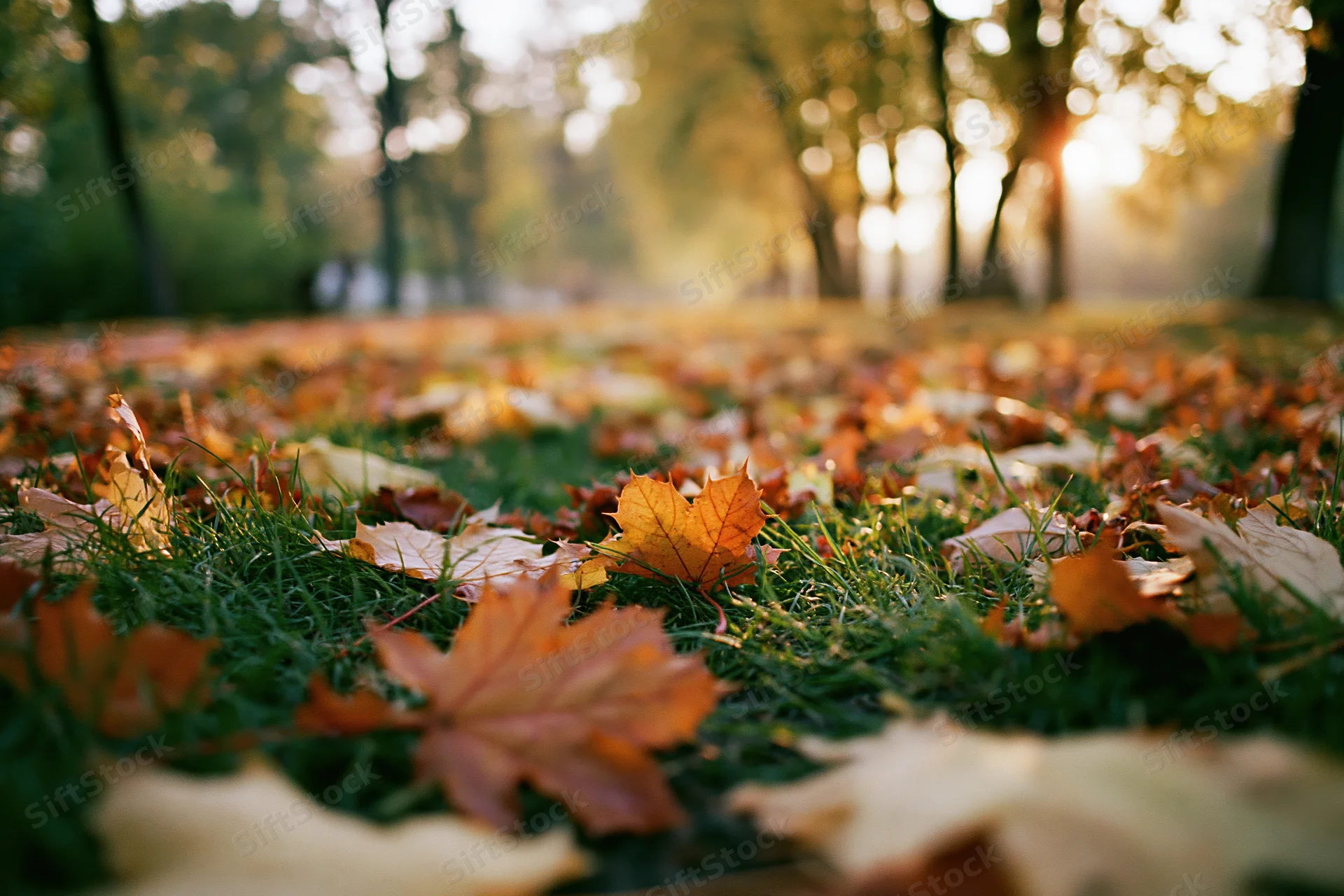 Fallen autumn leaves covering grass in a park at low ground level during golden hour