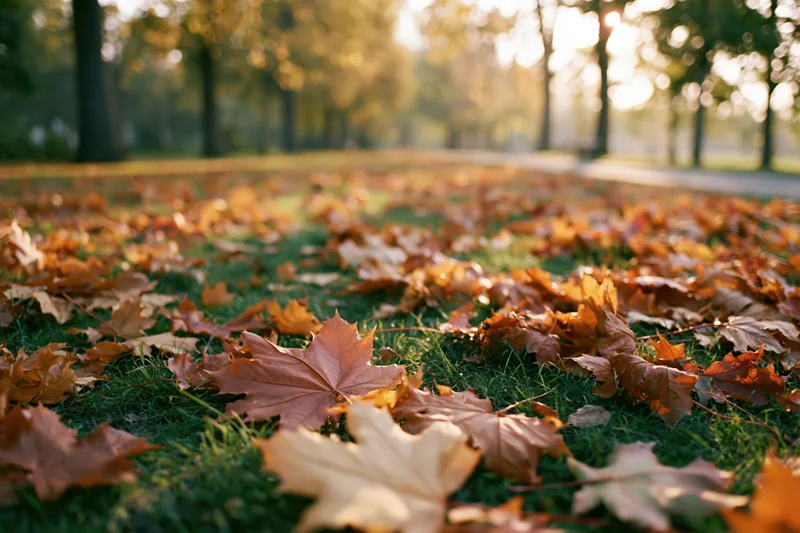 Fallen maple leaves covering grass in a park at low ground level