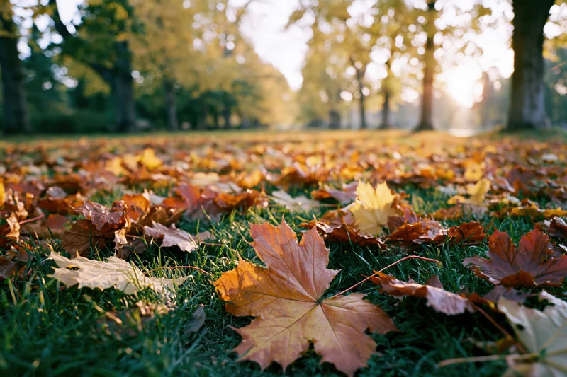 Fallen maple leaves covering grass in a park at ground level during autumn