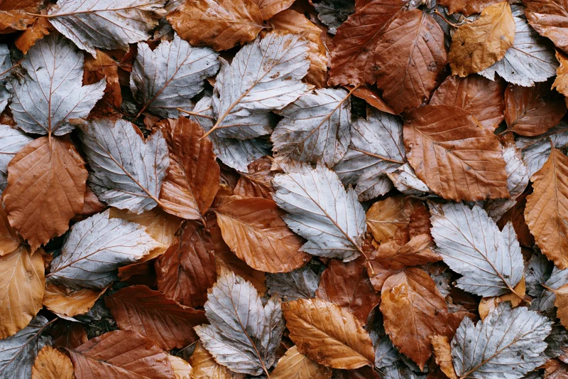 Fallen beech leaves densely covering the ground in autumn