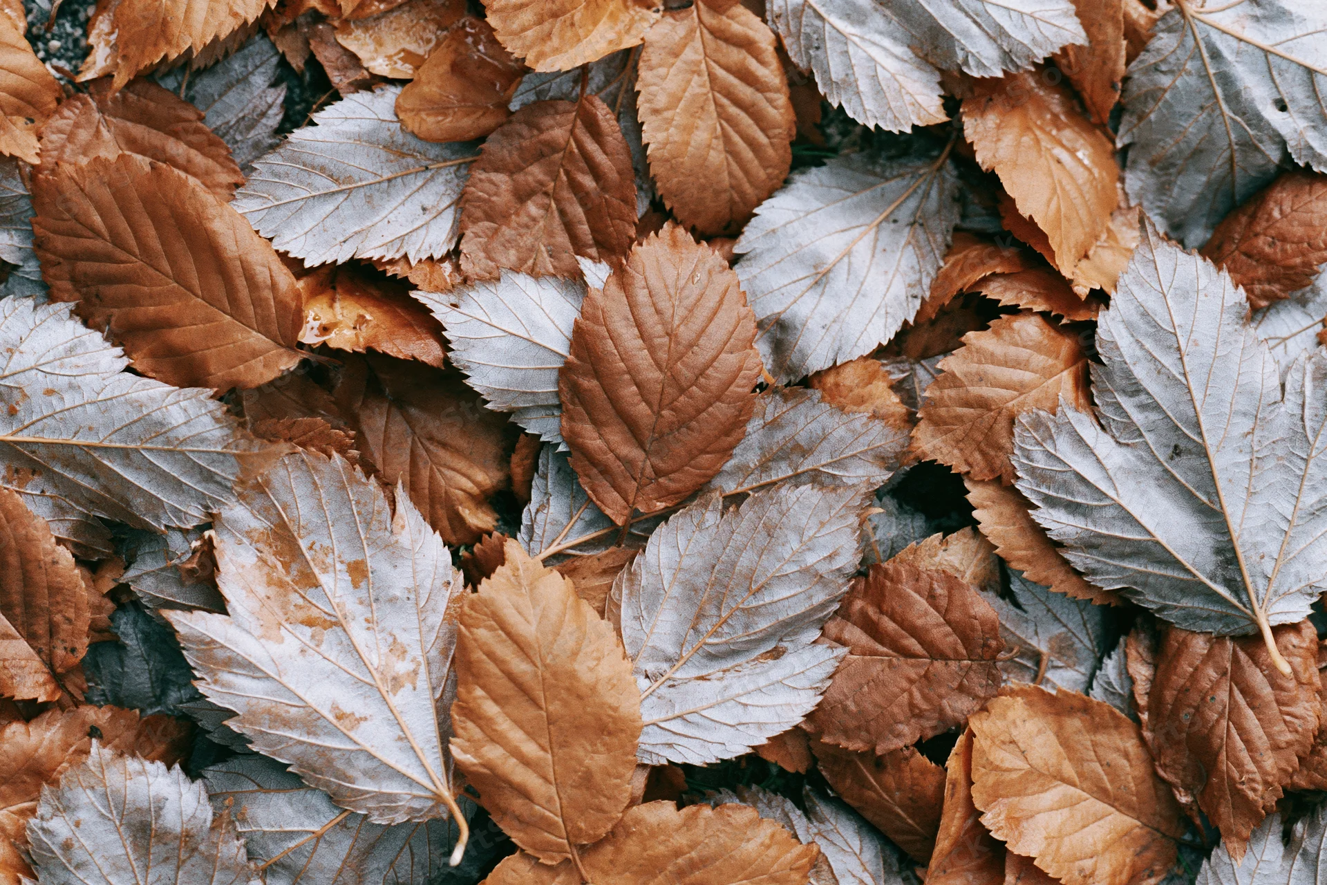 Fallen autumn leaves covering the ground in a dense layer, viewed from above