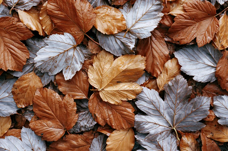Fallen autumn leaves densely covering the ground in a natural outdoor setting
