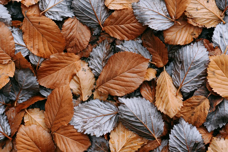 Fallen autumn leaves densely covering the ground in a natural outdoor setting