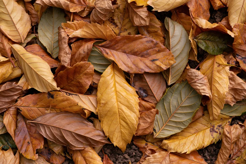 Fallen autumn leaves covering the ground in a dense flat lay