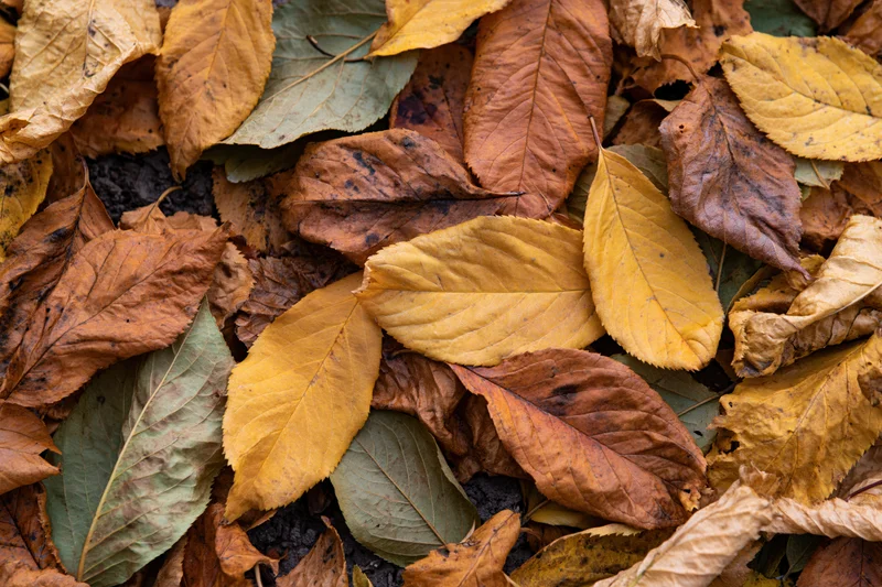 Fallen autumn leaves arranged in a dense flat lay on the ground