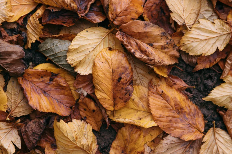 Fallen autumn leaves arranged in a dense flat lay on the ground