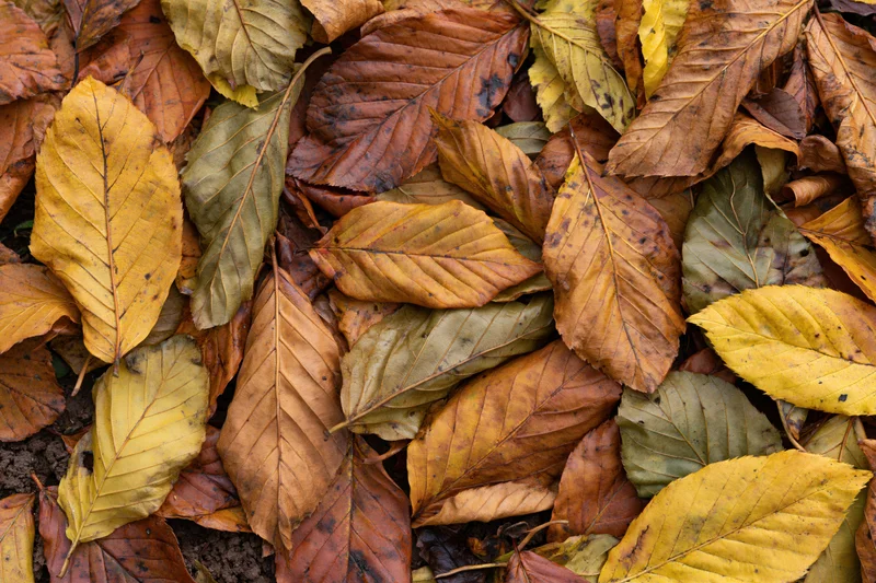 Fallen autumn leaves arranged in a dense flat lay on the ground