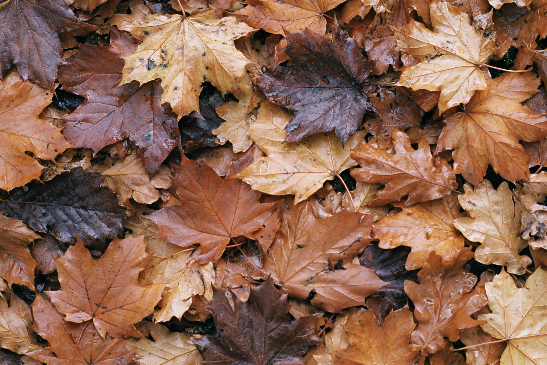 Dense layer of fallen maple leaves covering the ground in autumn