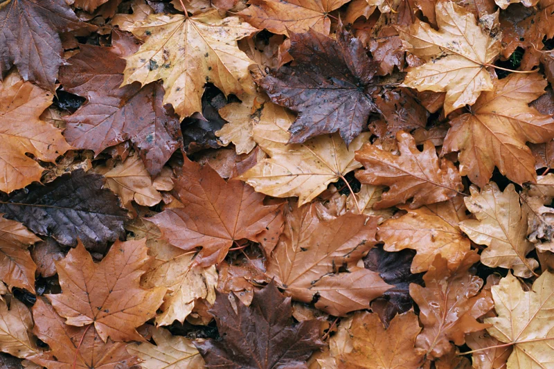 Dense layer of fallen maple leaves covering the ground in autumn