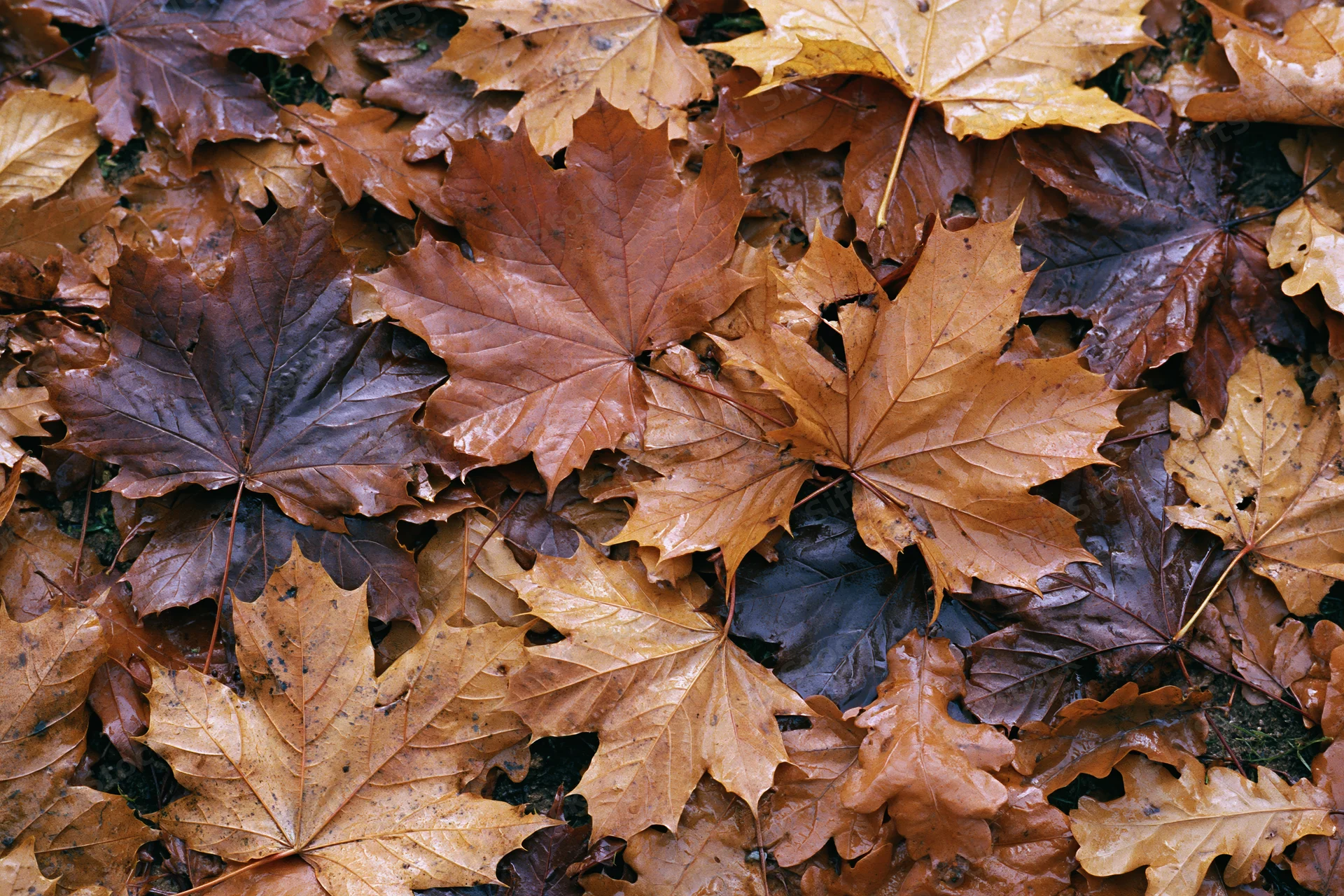 Fallen maple leaves densely covering the ground in a natural outdoor setting