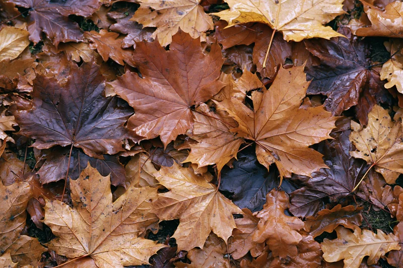 Fallen maple leaves densely covering the ground in a natural outdoor setting