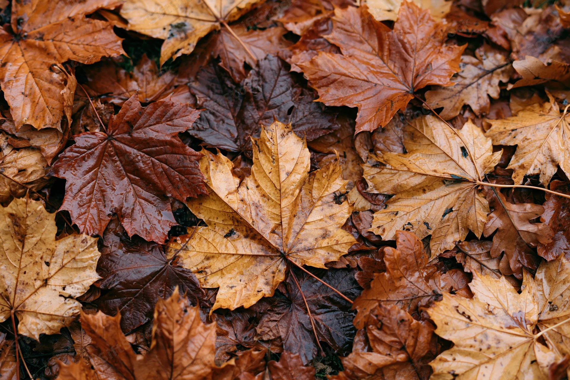 Fallen maple leaves densely covering the ground in autumn