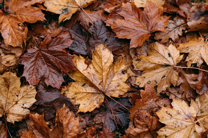 Fallen maple leaves densely covering the ground in autumn