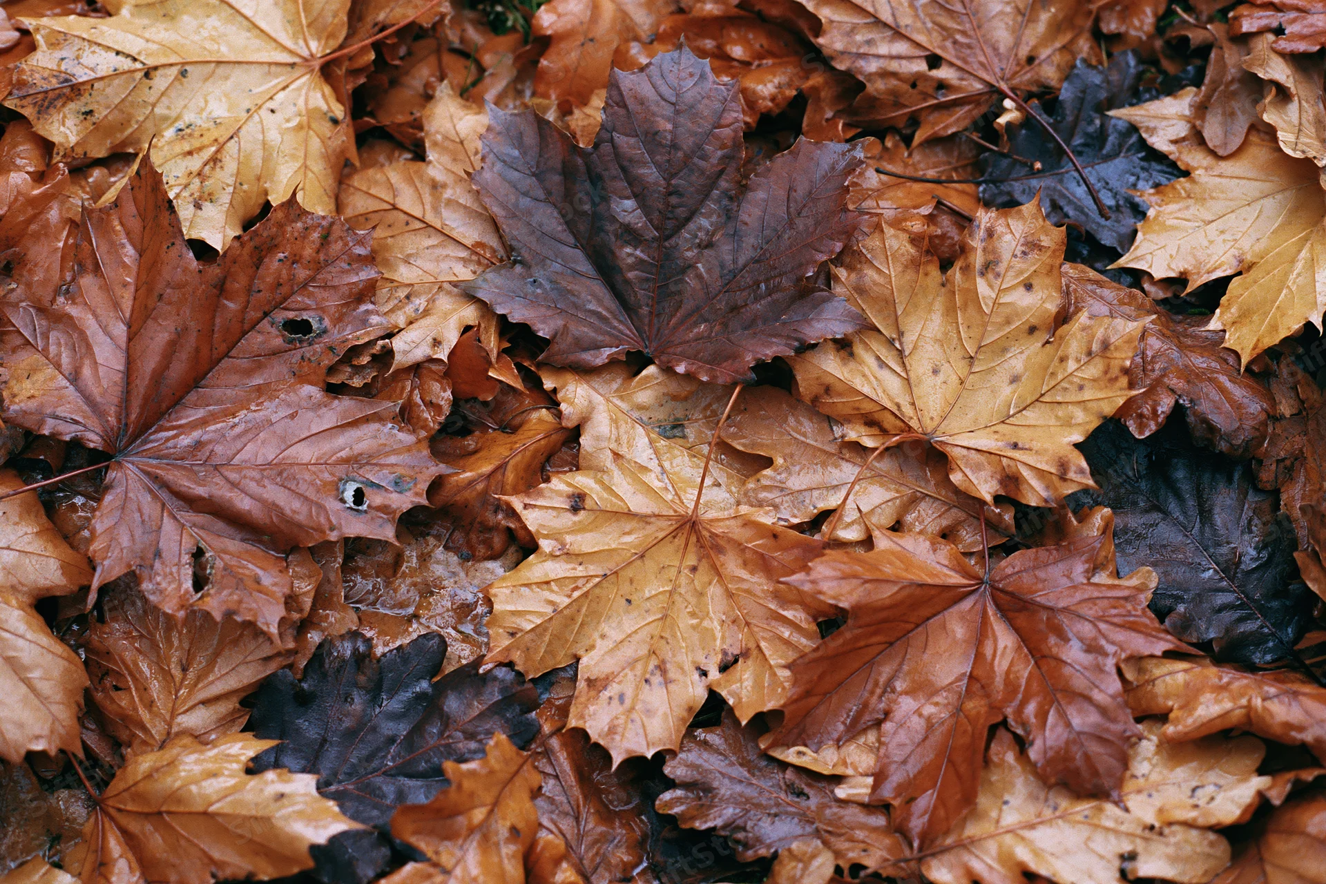 Fallen maple leaves densely covering the ground in a natural outdoor setting