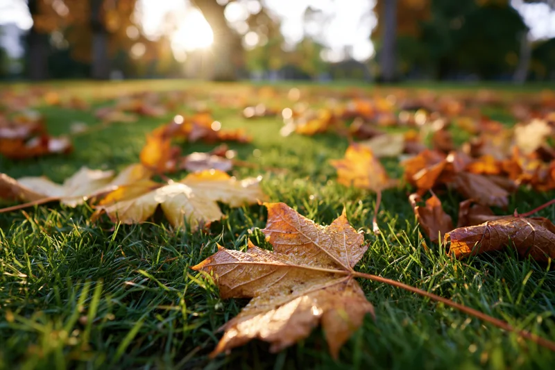 Fallen maple leaves scattered across short green grass in a park at sunrise