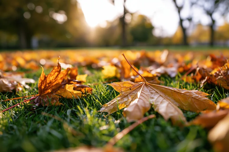 Fallen maple leaves scattered across short green grass in a park