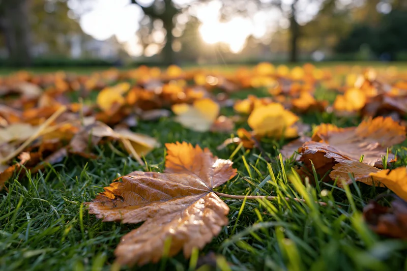 Fallen autumn leaves scattered across short green grass in a park at sunset