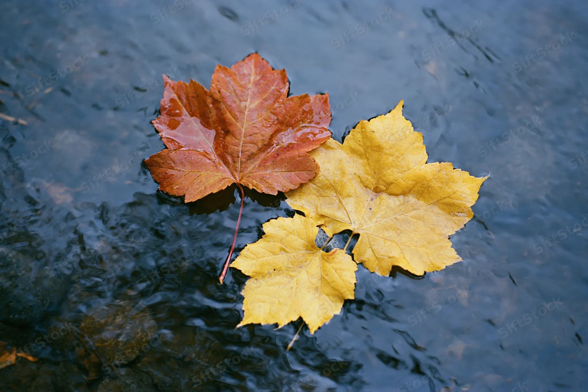 Maple and aspen leaves floating on water surface in autumn