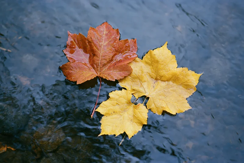 Maple and aspen leaves floating on water surface in autumn
