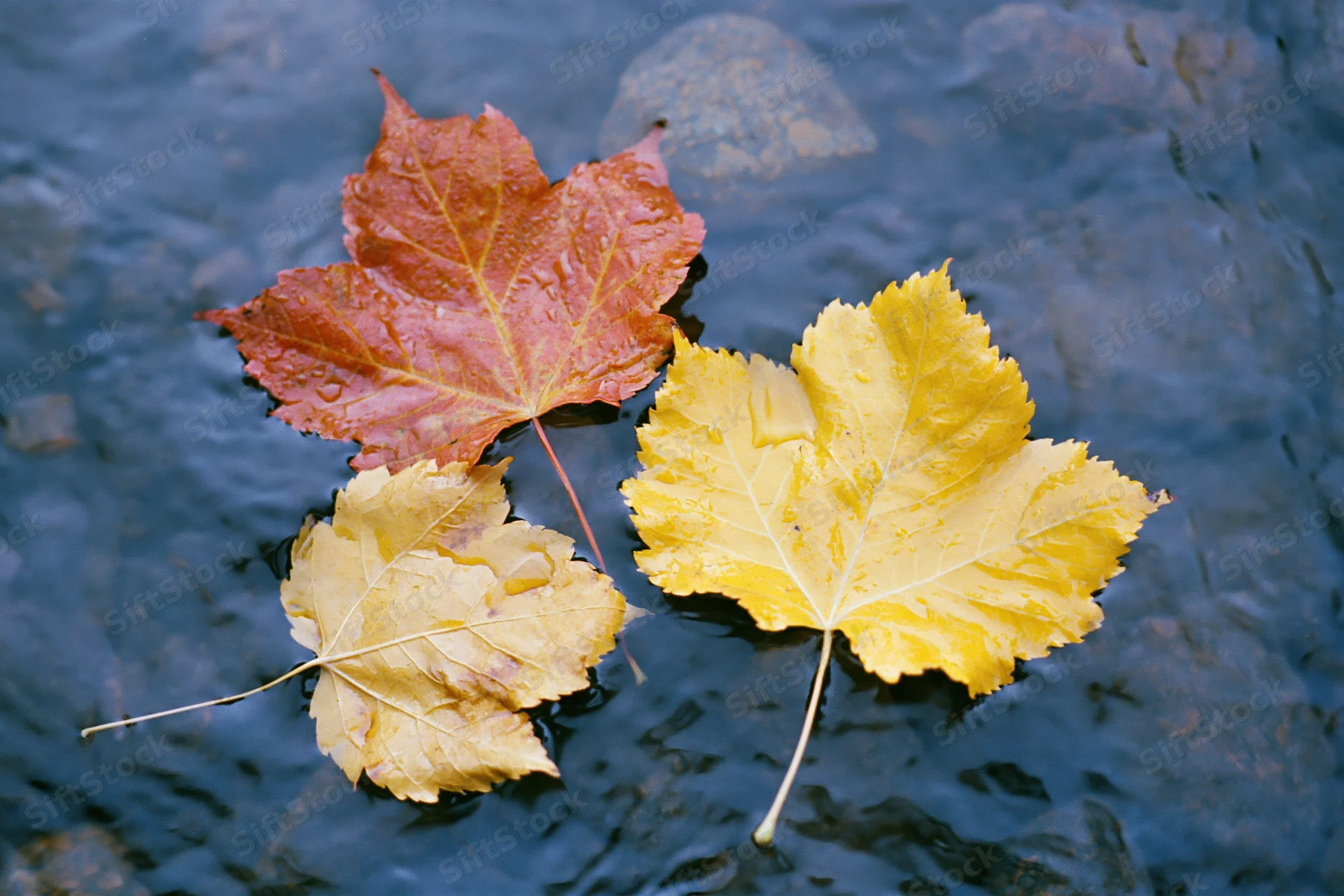 Maple and aspen leaves floating on water surface in autumn