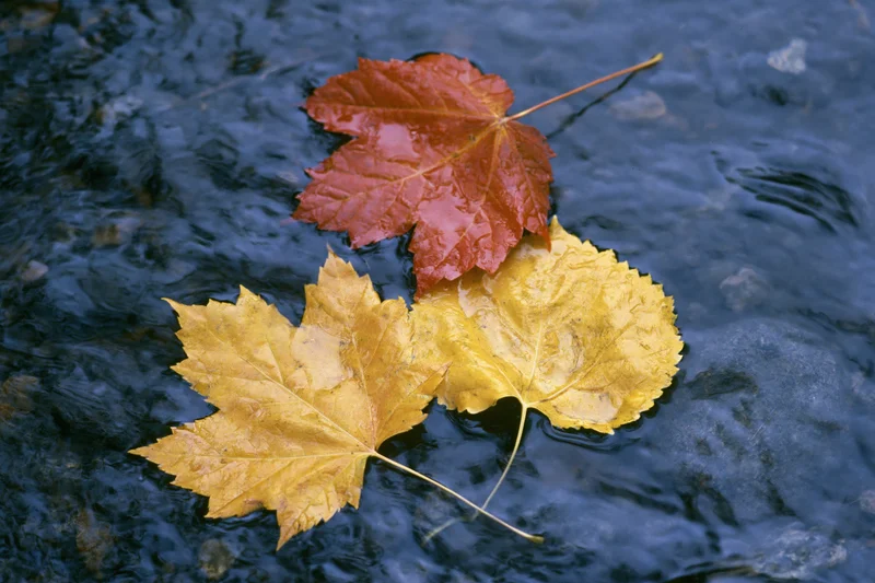 Maple and aspen leaves floating on water surface in autumn