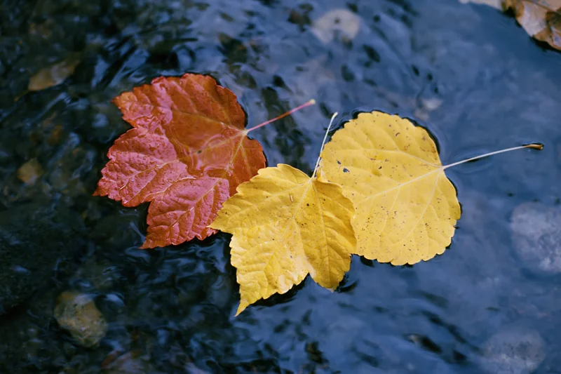 Autumn maple and aspen leaves floating on water surface