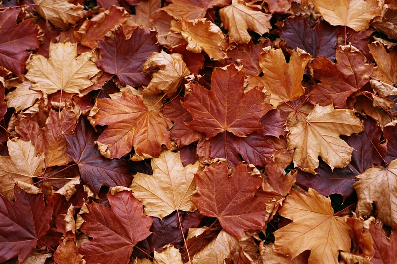 Fallen maple leaves covering the ground completely in autumn