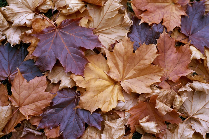 Fallen maple leaves covering the ground in autumn colors