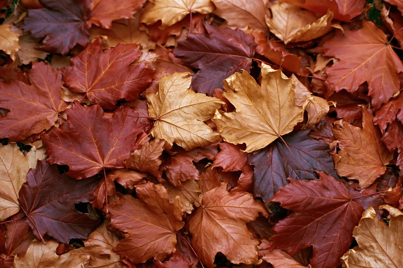 Fallen maple leaves covering the ground in autumn foliage