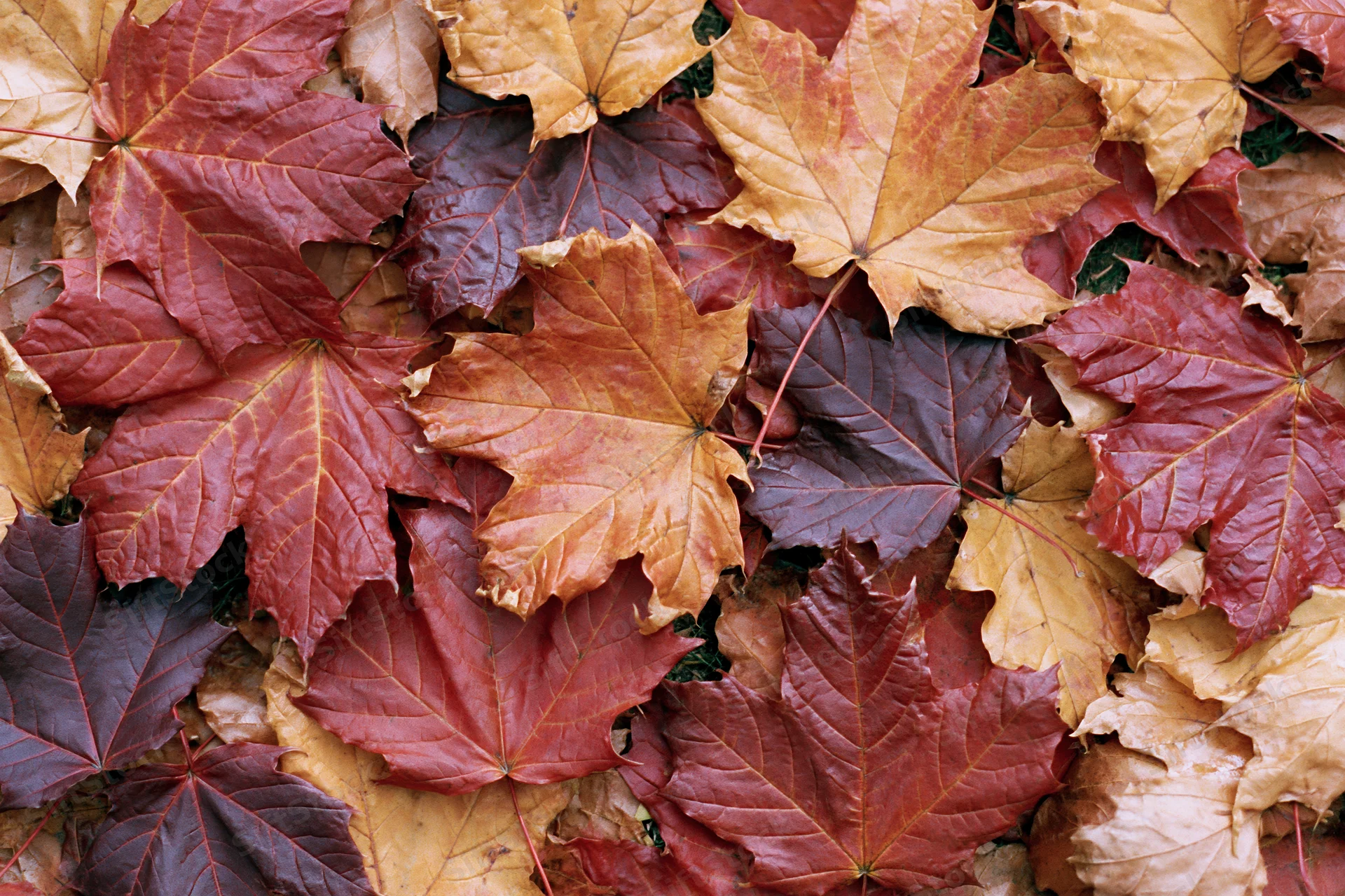Fallen maple leaves covering the ground in autumn colors