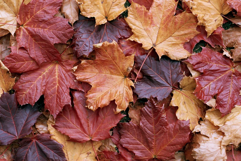 Fallen maple leaves covering the ground in autumn colors
