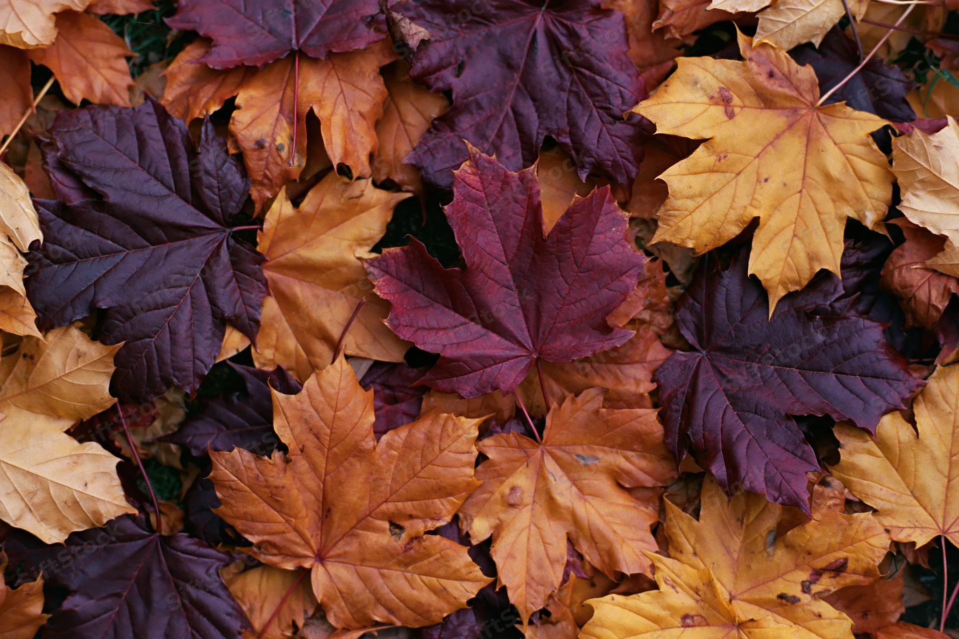 Fallen maple leaves densely covering the ground in autumn