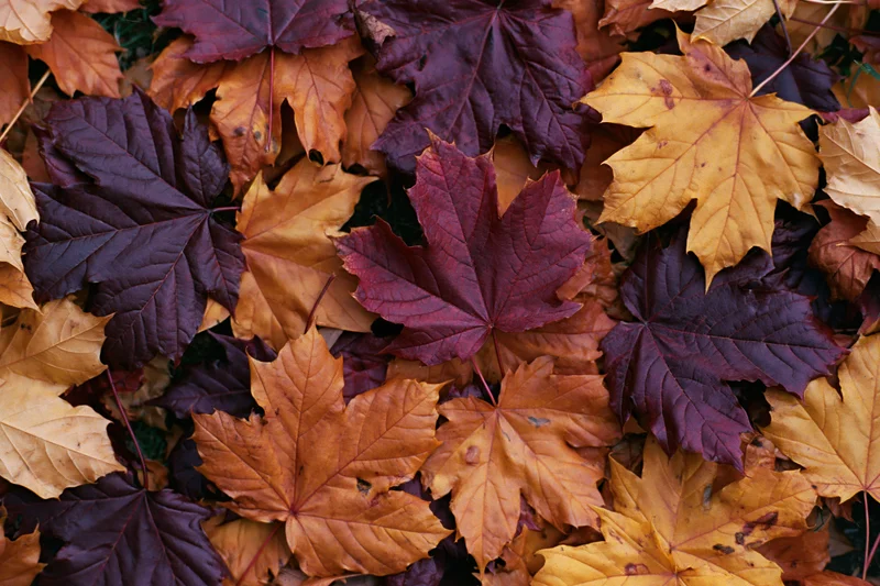 Fallen maple leaves densely covering the ground in autumn