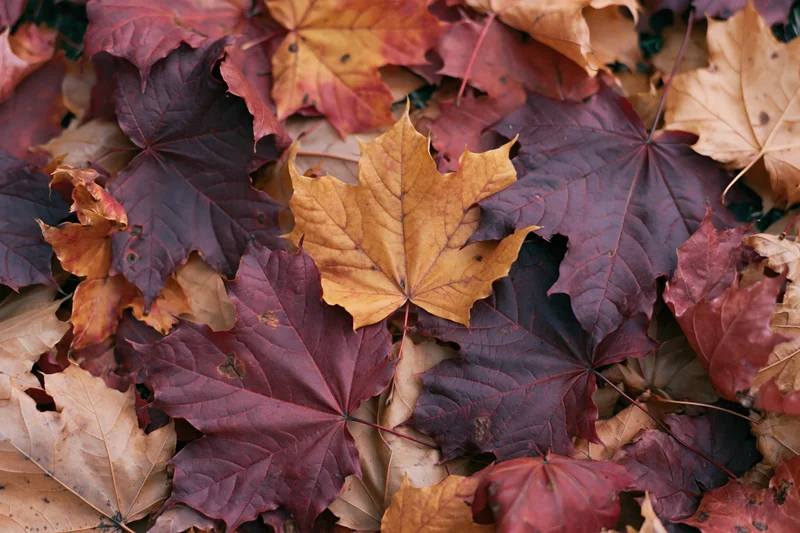 Fallen maple leaves covering the ground in dense layer