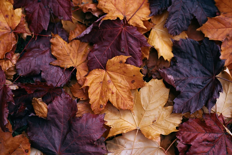 Fallen maple leaves densely covering the ground in a natural outdoor setting