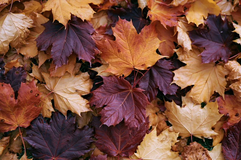 Fallen maple leaves densely covering the ground in autumn