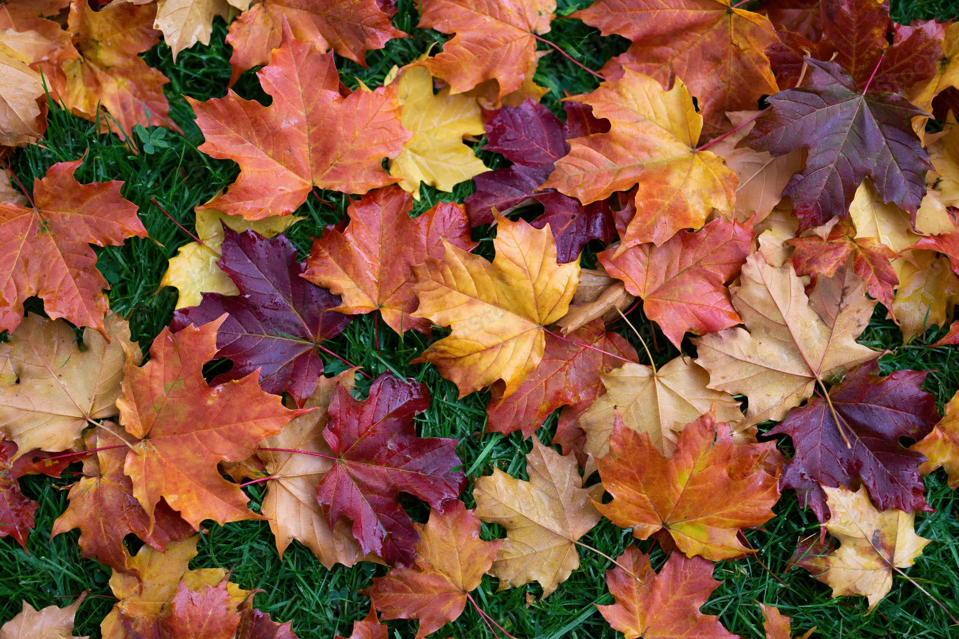 Fallen maple leaves scattered across green grass in autumn