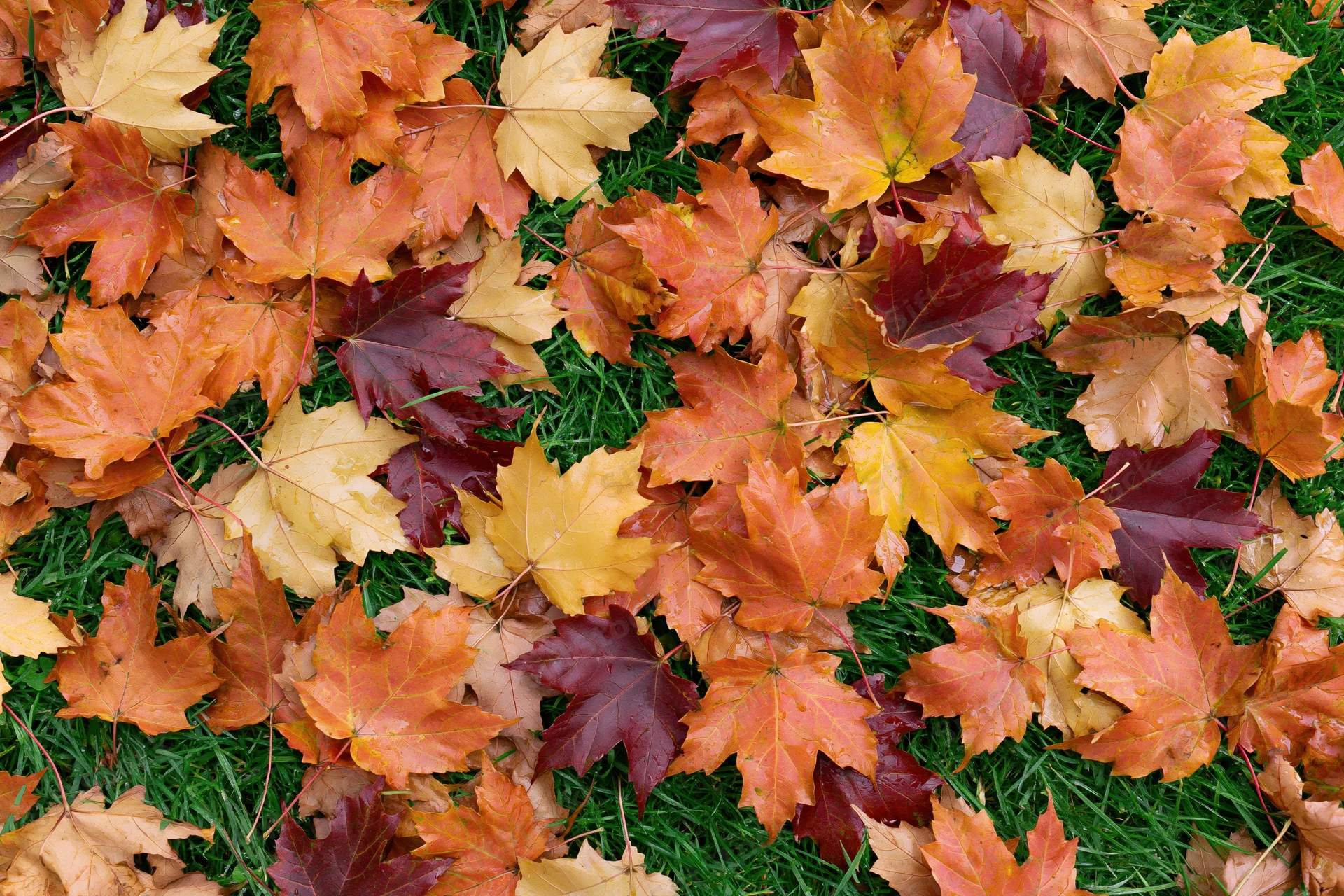 Fallen maple leaves scattered across green grass